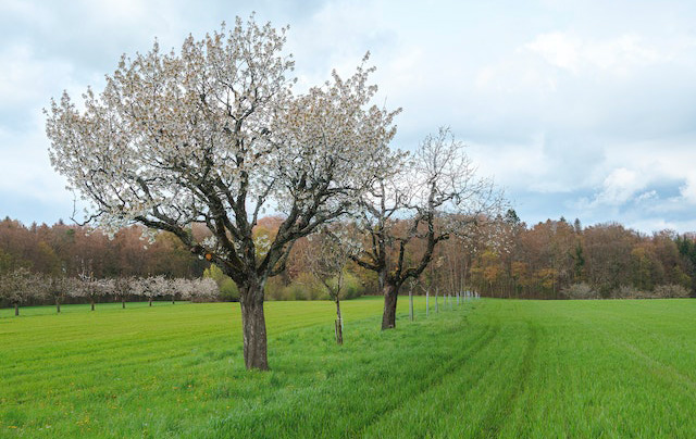 campagne