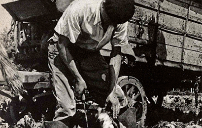 La récolte des choux dans les champs d’épandage irrigués à l’eau d’égout de Paris, vers 1950 (Source : France Illustration)